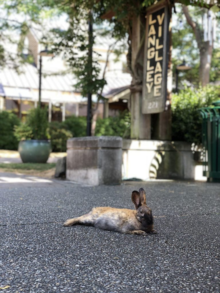 Bunny sunning at Langley Village on Whidbey Island