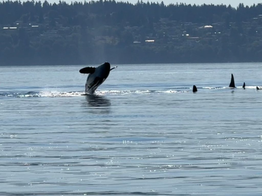 West Seattle